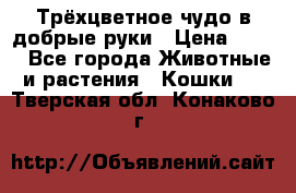 Трёхцветное чудо в добрые руки › Цена ­ 100 - Все города Животные и растения » Кошки   . Тверская обл.,Конаково г.